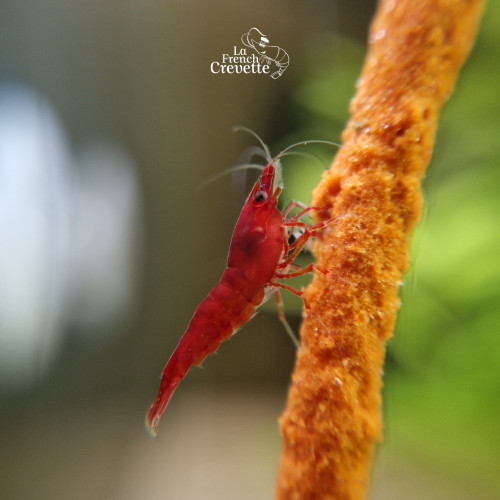 Neocaridina Var. Red