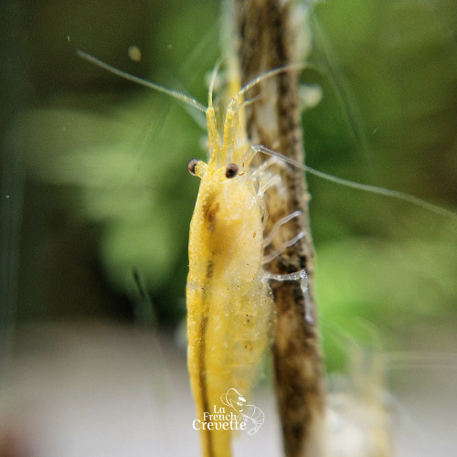 Neocaridina Var. Yellow