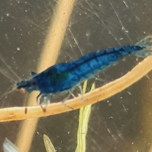 Crevettes blue dream / blue velvet