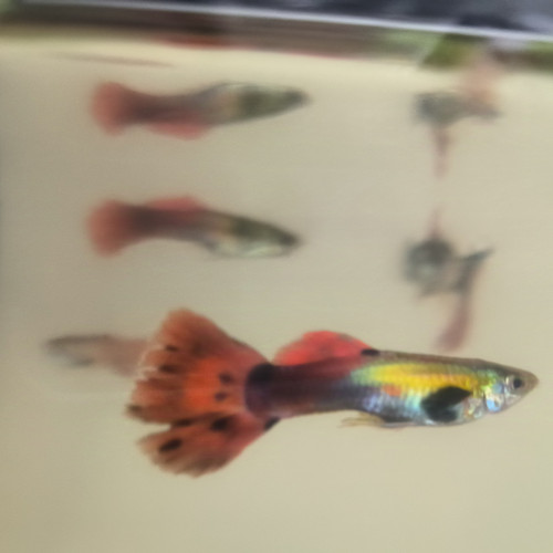 Guppys mâles