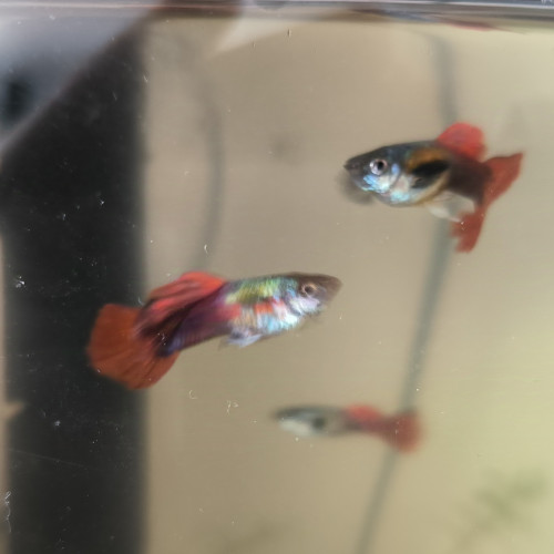 Guppys mâles