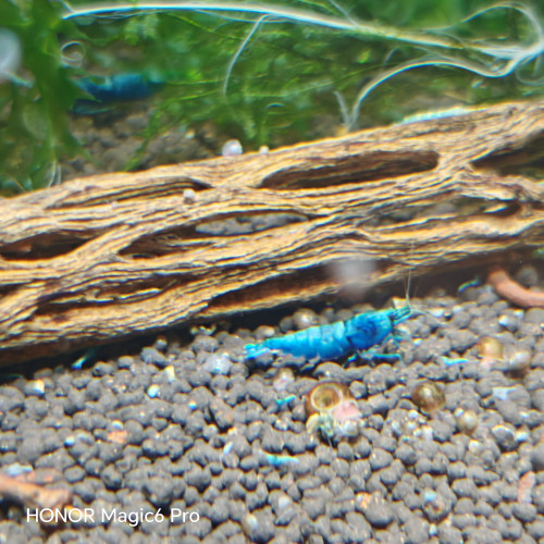 caridina  blue bolt deep haut grade