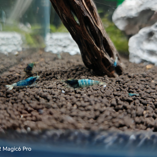 caridina  crazy blue  belle souche