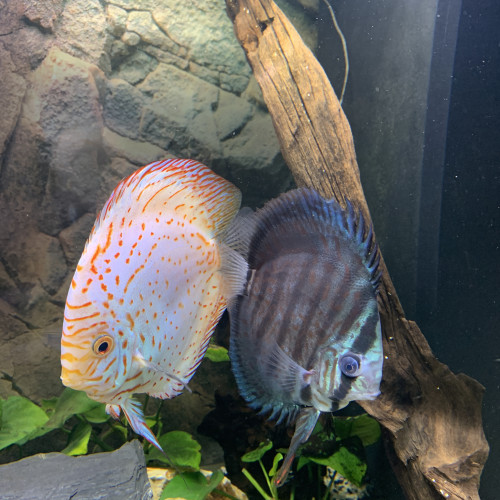 couple de discus