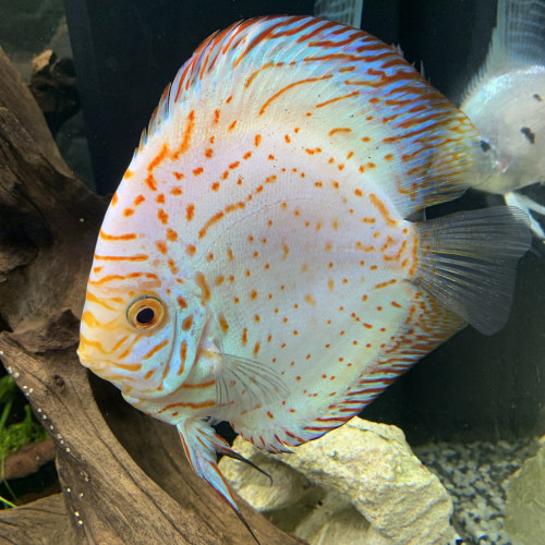 couple de discus