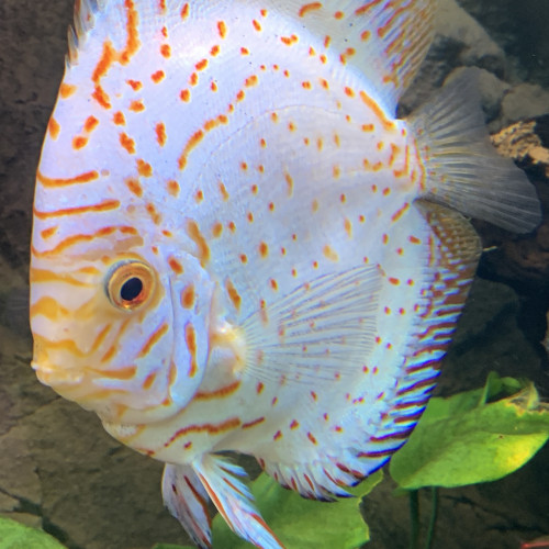 couple de discus