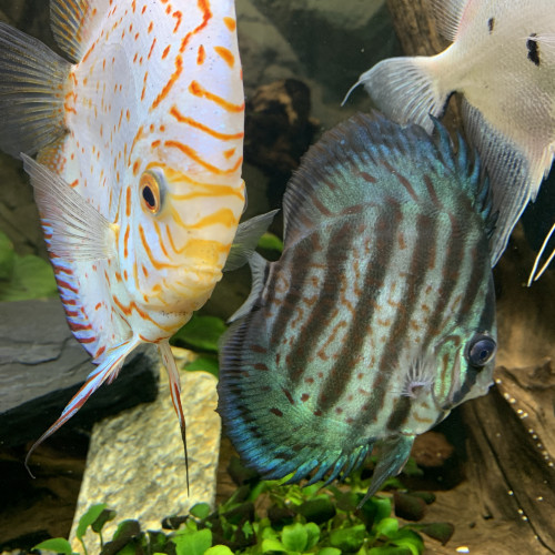 couple de discus