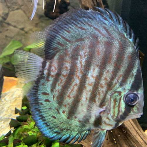 couple de discus