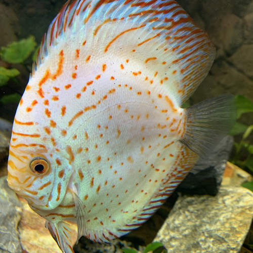 couple de discus