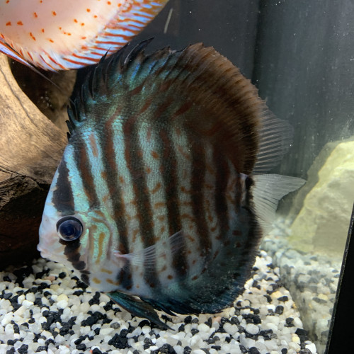 couple de discus