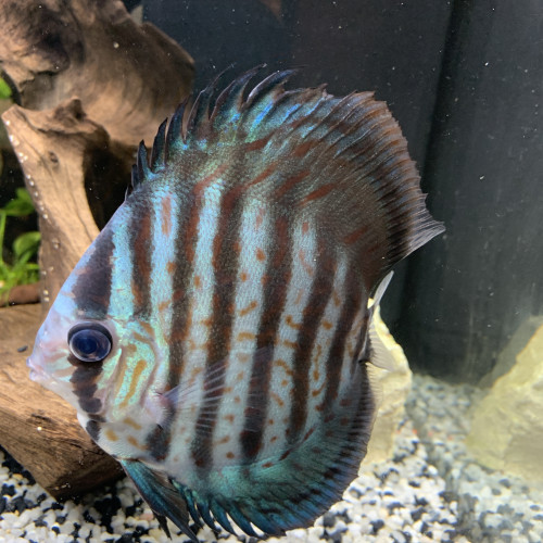 couple de discus