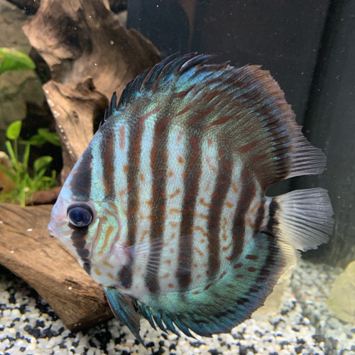 couple de discus