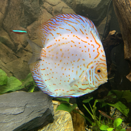 couple de discus