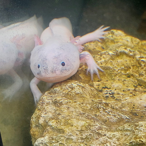 Axolotl