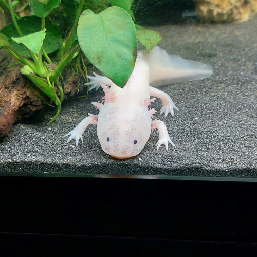 Axolotl