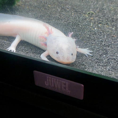 Axolotl