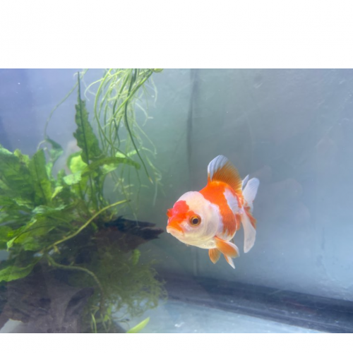 Oranda Thai