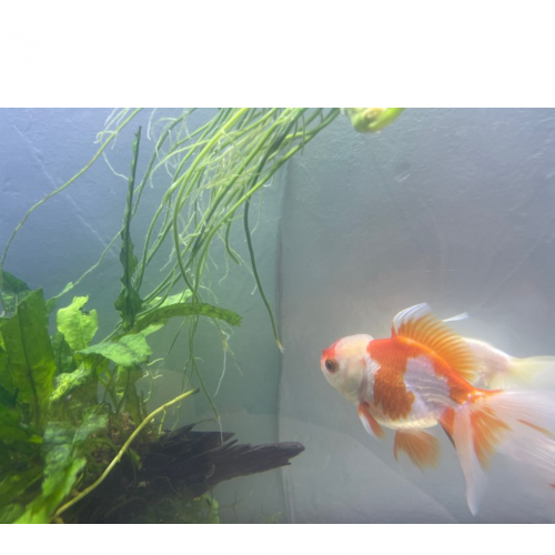 Oranda Thai