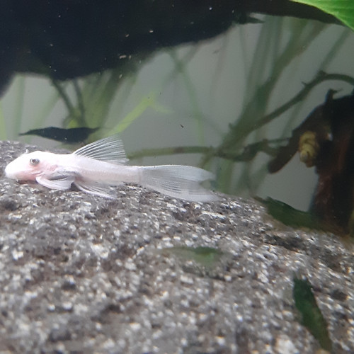 RARE L144 jeunes ancistrus Snow White longfin (à voile) , annonce en ligne = dispo