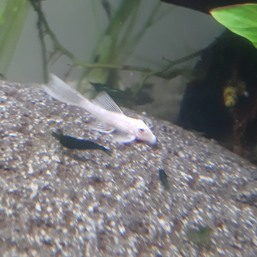 RARE L144 jeunes ancistrus Snow White longfin (à voile) , annonce en ligne = dispo