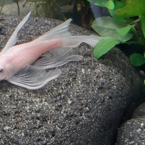 RARE L144 jeunes ancistrus Snow White longfin (à voile) , annonce en ligne = dispo