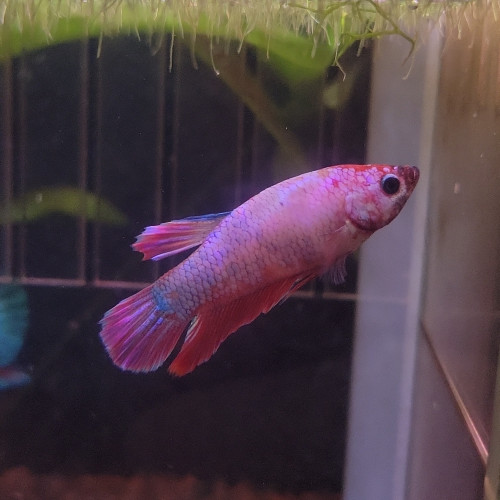 Betta mâle 5