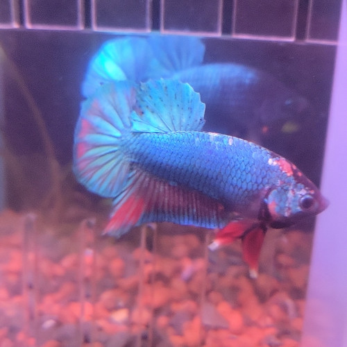 Betta mâle 6