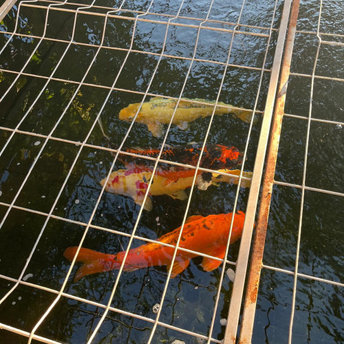 Vente Carpes Koi