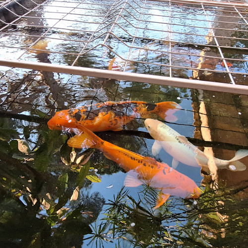 Vente Carpes Koi