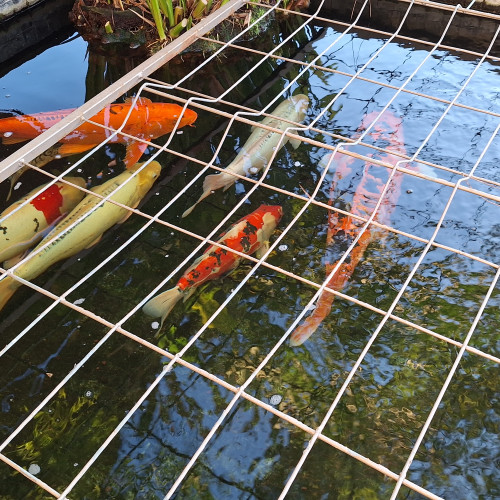 Vente Carpes Koi