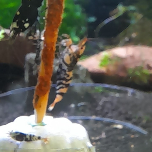 Caridina Fancy Tiger Black