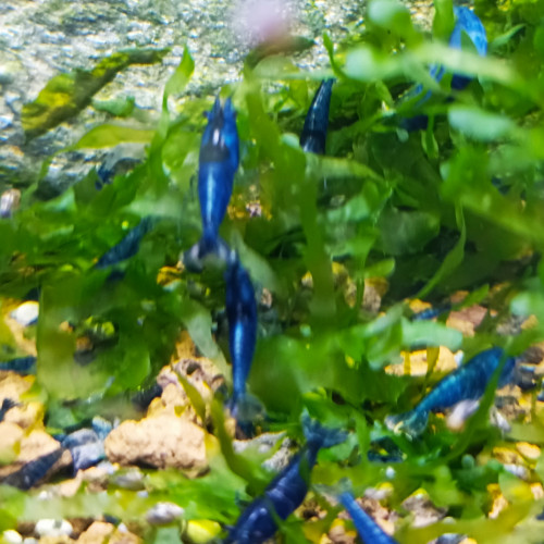 Neocaridina Davidi var. blue velvet