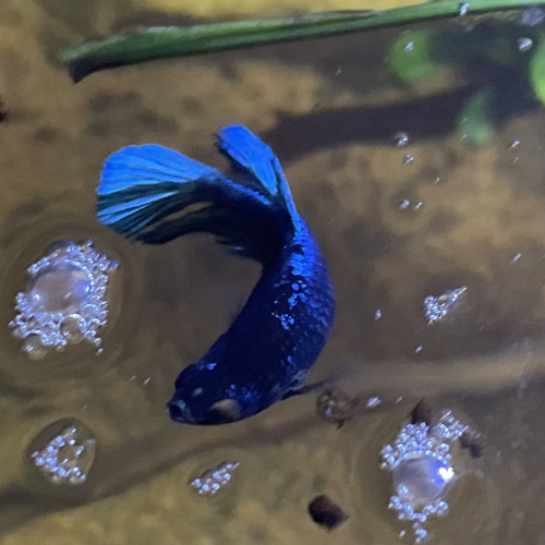 betta halfmoon alien femelle