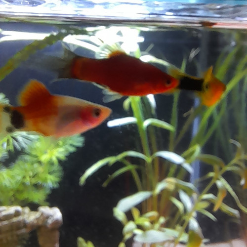 Don de 4 poissons platy