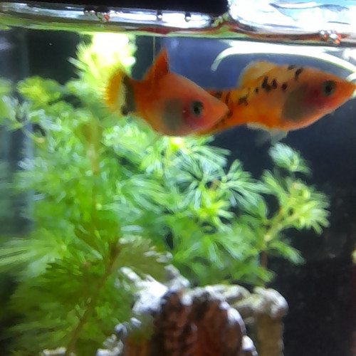 Don de 4 poissons platy