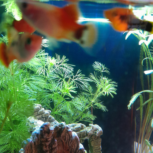 Don de 4 poissons platy