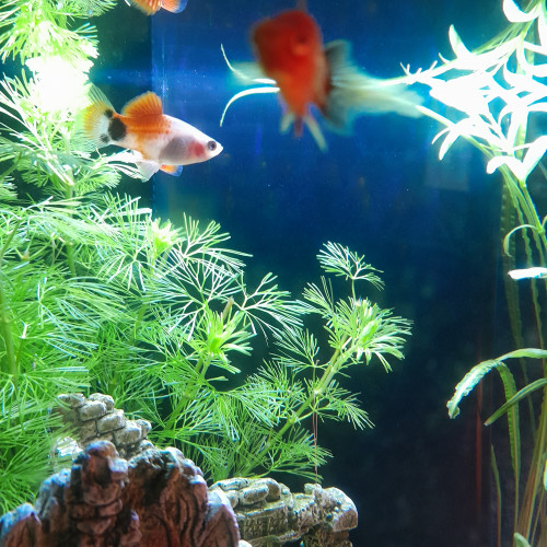 Don de 4 poissons platy