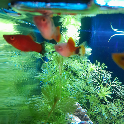 Don de 4 poissons platy