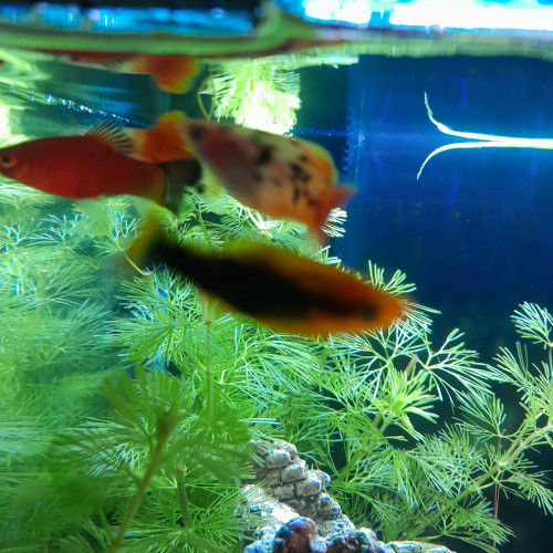 Don de 4 poissons platy