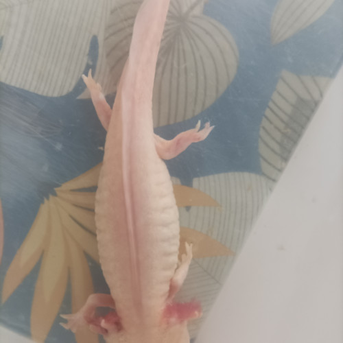 Axolotl femelle gold