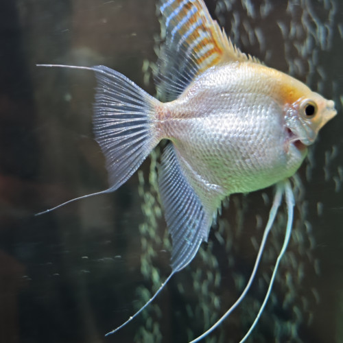 Discus 15cm