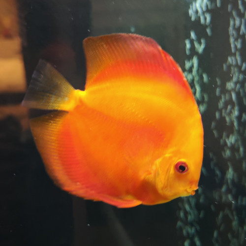 Discus 12cm