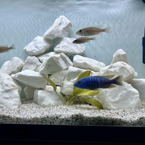 Sciaenochromis ahli mâle