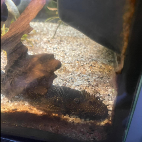 Pleco albinos, ancistrus et corydoras