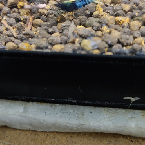 Caridina crazy blue