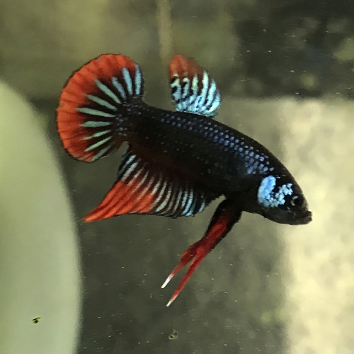 Betta imbellis