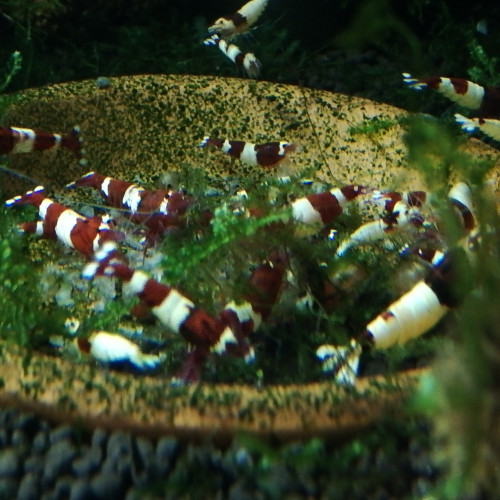 Caridina Taiwan Bee