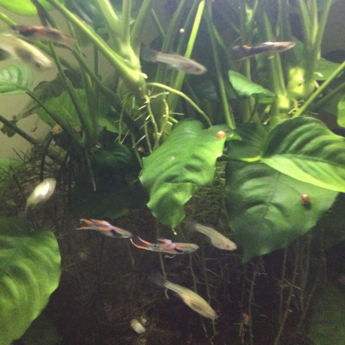 Guppys nés dans mon aquarium