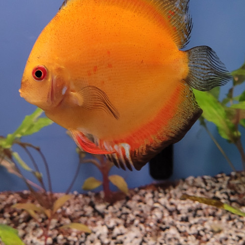 Discus Tangerine 12 cm