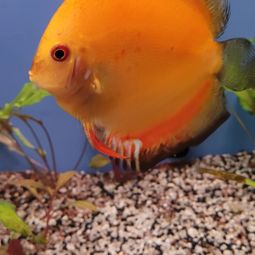 Discus Tangerine 12 cm